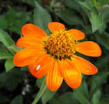 Tithonia rotundifolia | Mexican Sunflower | 100_Seeds