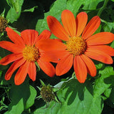 Tithonia rotundifolia | Mexican Sunflower | 100_Seeds