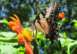 Tithonia rotundifolia | Mexican Sunflower | 100_Seeds