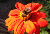Tithonia rotundifolia | Mexican Sunflower | 100_Seeds