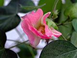 Gossypium arboreum | Tree Cotton | 20_Seeds