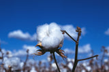 Gossypium arboreum | Tree Cotton | 20_Seeds