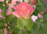 Gossypium arboreum | Tree Cotton | 20_Seeds