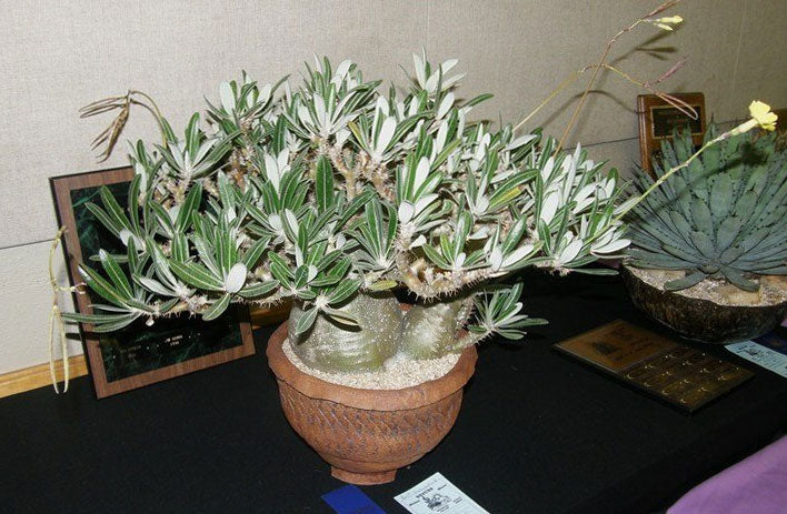 Pachypodium rosulatum Gracilius | 10_Seeds – Butterfly Garden Seeds