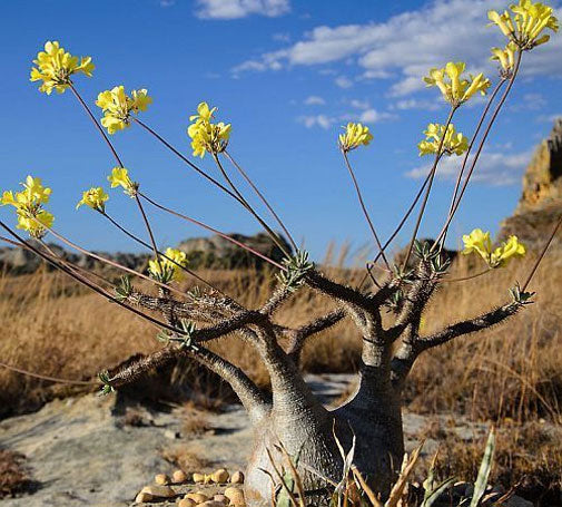 Pachypodium rosulatum Gracilius | 10_Seeds – Butterfly Garden Seeds