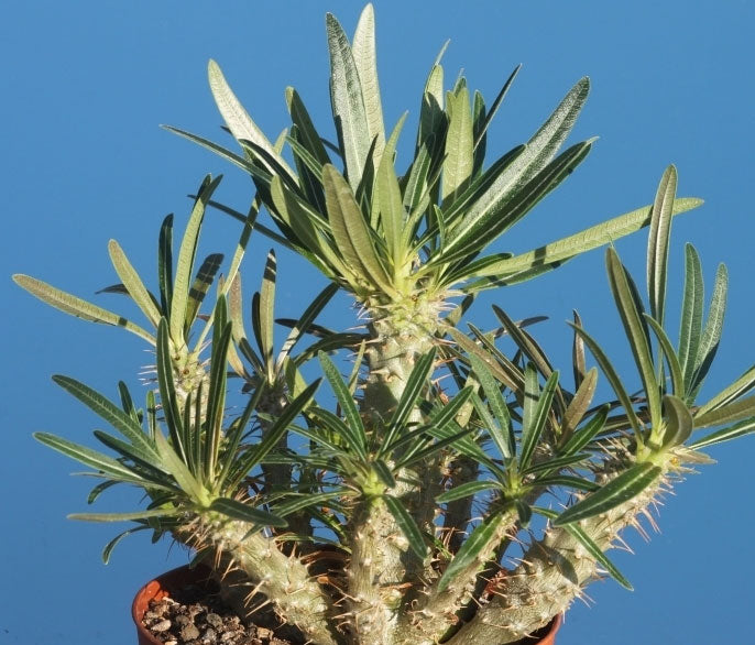 Pachypodium rosulatum Gracilius | 10_Seeds – Butterfly Garden Seeds