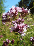 Origanum vulgare Hirtum | Greek Oregano | 200_Seeds