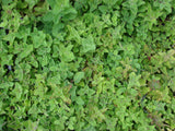 Origanum vulgare Hirtum | Greek Oregano | 200_Seeds