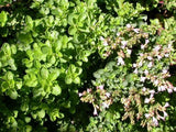 Origanum vulgare Hirtum | Greek Oregano | 200_Seeds
