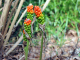 Arisaema dracontium | Green Dragon Arum | Dragonroot | 10_Seeds