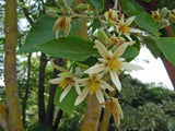 Grewia oppositifolia | 10_Seeds