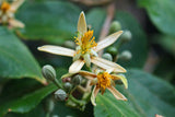 Grewia oppositifolia | 10_Seeds