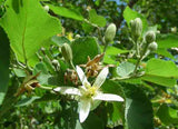 Grewia oppositifolia | 10_Seeds
