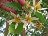 Grewia oppositifolia | 10_Seeds