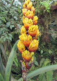 Guzmania teuscheri | 10_Seeds