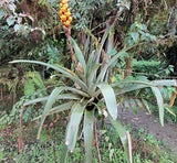 Guzmania teuscheri | 10_Seeds
