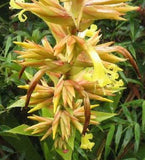 Guzmania teuscheri | 10_Seeds