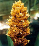 Guzmania teuscheri | 10_Seeds