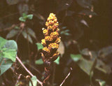Guzmania teuscheri | 10_Seeds