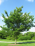 Celtis occidentalis | Hackberry | Nettletree | Sugarberry | 5_Seeds