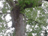 Celtis occidentalis | Hackberry | Nettletree | Sugarberry | 5_Seeds