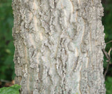Celtis occidentalis | Hackberry | Nettletree | Sugarberry | 5_Seeds