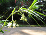 Gomphocarpus physocarpus | Balloon Plant | Cotton Bush | Hairy Balls | 20_Seeds
