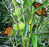 Gomphocarpus physocarpus | Balloon Plant | Cotton Bush | Hairy Balls | 20_Seeds