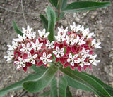 Asclepias hallii | Purple Silkweed | Halls milkweed | 5_Seeds