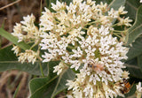 Asclepias hallii | Purple Silkweed | Halls milkweed | 5_Seeds