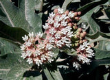 Asclepias hallii | Purple Silkweed | Halls milkweed | 5_Seeds
