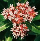 Asclepias hallii | Purple Silkweed | Halls milkweed | 5_Seeds