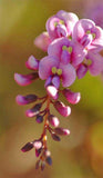 Hardenbergia violacea Rosea | Happy Wanderer | Pink Climbing Pea Vine | 5_Seeds
