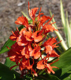 Hedychium deceptum | Rubrum | Red Butterfly Ginger | 20_Seeds