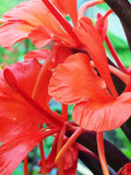 Hedychium deceptum | Rubrum | Red Butterfly Ginger | 20_Seeds