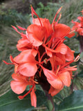 Hedychium deceptum | Rubrum | Red Butterfly Ginger | 20_Seeds