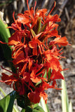 Hedychium deceptum | Rubrum | Red Butterfly Ginger | 20_Seeds