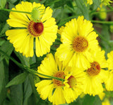 Helenium autumnale | Helens Flower | Common Sneezeweed | 1000_Seeds