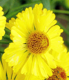 Helenium autumnale | Helens Flower | Common Sneezeweed | 1000_Seeds