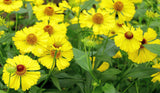 Helenium autumnale | Helens Flower | Common Sneezeweed | 1000_Seeds
