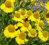 Helenium autumnale | Helens Flower | Common Sneezeweed | 1000_Seeds