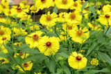 Helenium autumnale | Helens Flower | Common Sneezeweed | 1000_Seeds