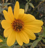 Helianthus pauciflorus | Stiff Prairie Showy Sunflower | 20_Seeds