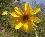 Helianthus pauciflorus | Stiff Prairie Showy Sunflower | 20_Seeds