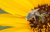 Helianthus pauciflorus | Stiff Prairie Showy Sunflower | 20_Seeds