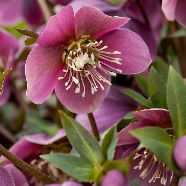christmas rose seeds Helleborus purpurascens | Purple Hellebore | Christmas Rose