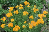 Asclepias tuberosa Hello Yellow | 10_Seeds