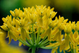 Asclepias tuberosa Hello Yellow | 10_Seeds