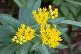 Asclepias tuberosa Hello Yellow | 10_Seeds