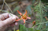 Passiflora herbertiana | 10_Seeds